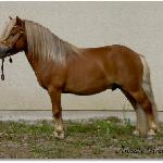 Hamras Lazio