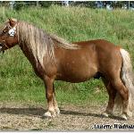 Hamras Lazio