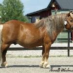 Hamras Lazio