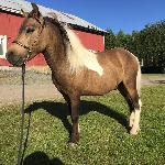Viljars Hope for Ace