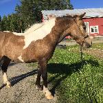Viljars Hope for Ace
