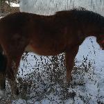 Aino (Hroby) - Aino 8 miesiecy<br />&copy; Iga Hołowieniec
