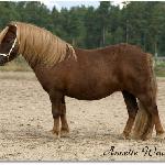 Erikslunds Je t'Aime