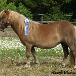 Bluemull Oonlippened