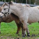 Grasscorners Grand Buck Merlot