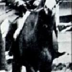 Bambino / Narcyz - Berlin 1936<br /><i>Źródło: "50 lat na olimpijskim szlaku"</i>