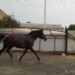 Lira