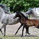 Petrona - z matką, maj 2017<br />&copy; Anna Pyzara-Nakoniechnaia
