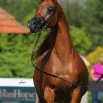 El Bellisima - El Bellisima 2023<br />&copy; Sylwia Iłenda
