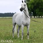 Elaksa<br />&copy; Stuart Vesty