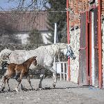 Elaksa - z klaczką Elsteria, 2025<br />&copy; Karolina Misztal