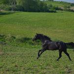 A Priori MD - galop