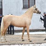 Galahad SM<br />&copy; Katarzyna Wiszowaty