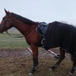 Tenor