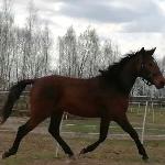 Tenor