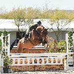 Comtess<br /><i>https://octoberhill.com/horses/comtess/</i>