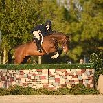 Comtess<br /><i>https://octoberhill.com/horses/comtess/</i>