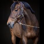 Anarion d'Oz<br />&copy; equinova.pl