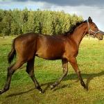 Cancan
