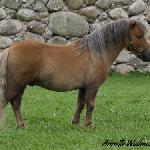 Sandbackas Herakles