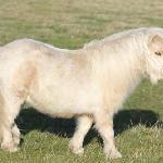 Lady Marmalade of Northstar