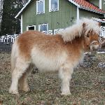 Pettersbacka Lasea