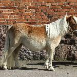 Pettersbacka Lasea