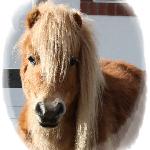 Pettersbacka Lirio