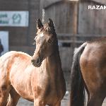 Bella Rosa II - Kujawsko-Pomorski Czempionat Źrebiąt 2018<br />&copy; Joanna Kruk