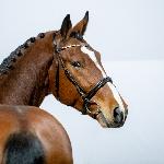Sir Zinedine<br />&copy; Oliwia Chmielewska
