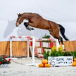 Sir Zinedine<br />&copy; Oliwia Chmielewska