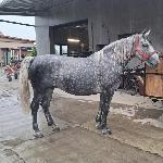 Badenia