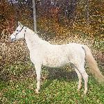 Mali