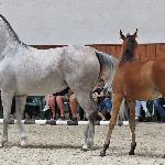 Pustynna Kalia - z klaczką Pustynna Lilia, sierpień 2019<br />&copy; Anna Pyzara-Nakoniechnaia