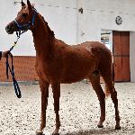 Elisario - październik 2019<br />&copy; Anna Pyzara-Nakoniechnaia