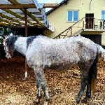 Filadelfia AA - 2021<br />&copy; Cracovia Arabians