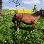 Pociesza