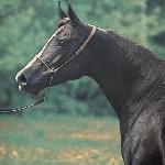 Aladyna