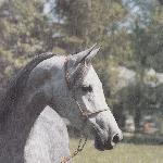 Etana