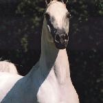 Eleuza