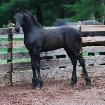 Willow of Fabled Friesians