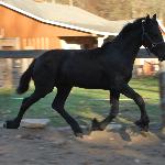Willow of Fabled Friesians