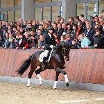 Blue Horse Farrell / Farell / Farrel