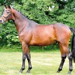 Bel Baron