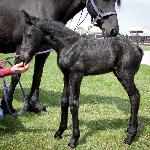 Dromendiva van Dream Gait