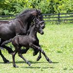 Draak van Dream Gait