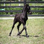 Draak van Dream Gait