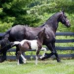 Willemke R.<br /><i>Dream Gait's Balinor & Willemke R.</i>