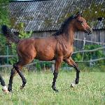 Espiron