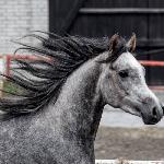Evald